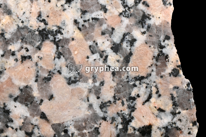 Granite rose - surface polie - détail - gryphea.com